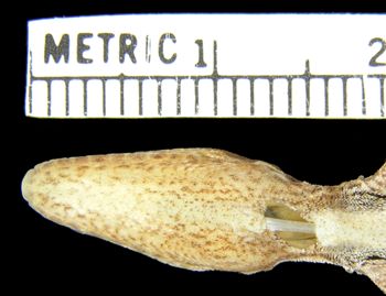 Media type: image; Herpetology R-154318
